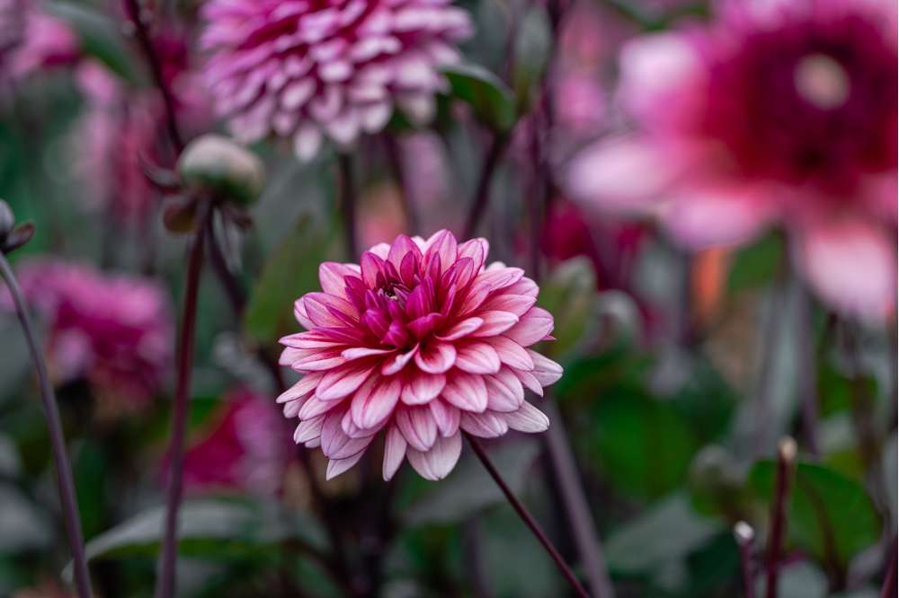 Dahlia 'Molly Raven'